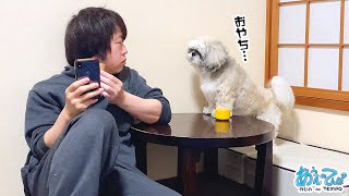 アザラシのようなシーズー犬にガン見される日々