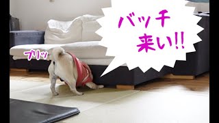 プリケツで誘惑する犬と誘惑にあがらえない飼い主 パグ犬ぷぅPug