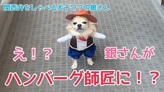 【関西弁をしゃべる犬】え？チワワの銀さんがハンバーグ師匠に！？銀さんの熱々鉄板ジョークあつくない？ハンバーグだけに　ハンバーーーーーーーーグ！！【おしゃべりペット】