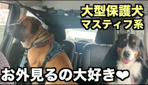 大型マスティフ系保護犬・車楽しいなぁ【13 14日目】