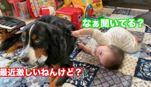 【犬と赤ちゃん】妹の成長に困惑する　バーニーズマウンテンドッグ　 bernese mountain dog