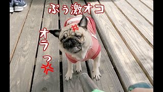 父のイタズラに激おこプンプンのパグ犬ぷぅPug