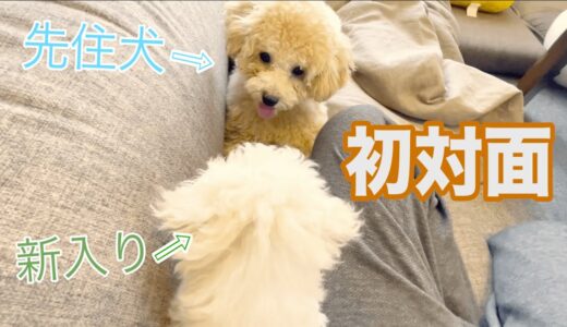 お迎え後、子犬に初めて会う先住犬のリアルな様子！４日間の記録【トイプードル】