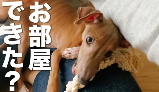 保護犬子犬のお部屋がほぼ完成しました。（トイレトレーニング向き）