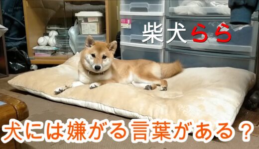 犬には嫌がる言葉がある？