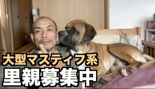 大型保護犬・ロイ里親募集します