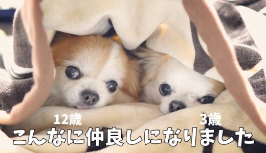 【犬の多頭飼い】最初は色々ありましたが、本当の家族になれたチワワ達😭