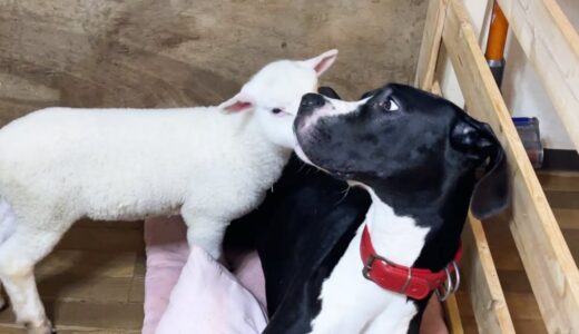 羊の一言で犬の態度が一変する・・・