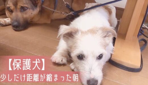 【保護犬預かりvlog】少しだけ距離が縮まった朝