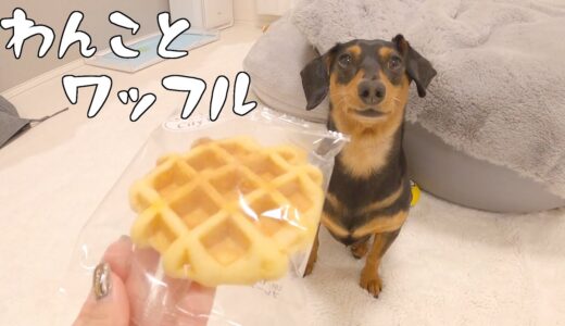 初めてワッフルを食べた犬の反応がコチラ