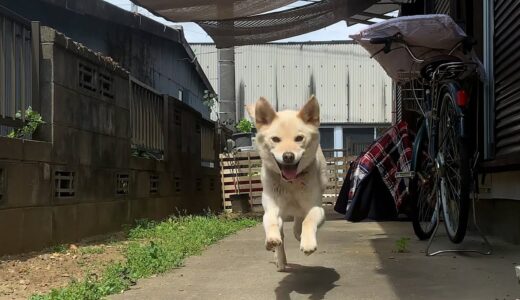 昼寝してても歓迎してくれる白い犬とイビキしながら昼寝する猫