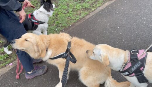 一番大きいけど、一番甘えん坊な犬