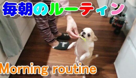 チワワ犬の朝のルーティン（モーニング・ルーティン）。Morning routine by chihuahua dog.