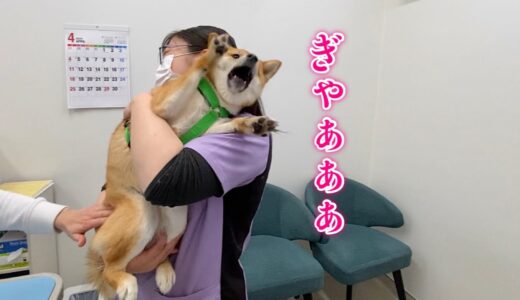 【絶叫】病院大好きな柴犬が病院嫌いになりそうな瞬間がやばい