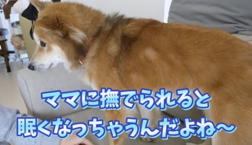 [保護犬だん君]ストレスを感じてる人は犬と暮らしてみたら何か変わるかも！