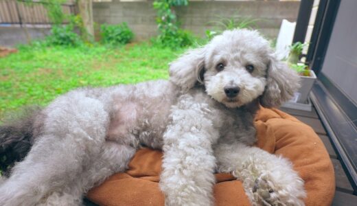 犬が縁側を気に入り過ぎて日曜日のおじさんみたいになりました。