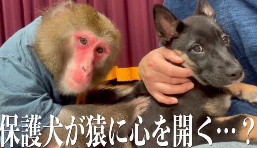 保護犬の心を開いてしまう不思議なお猿さんがすごい…。