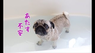 風呂好きな犬を風呂に入れたらなぜか挙動不審になった パグ犬ぷぅPug