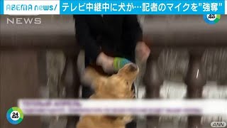 中継中に犬がマイク奪うも・・・記者“お見事”(2021年4月3日)