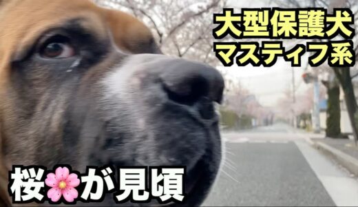 大型マスティフ系保護犬・桜が満開やね【9ー10日目】