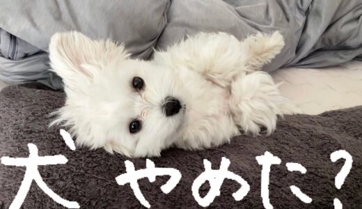 【マルプー】朝、布団から出られない犬の姿が人すぎるから見て…【モーニングルーティーン】マルチーズ×トイプードル