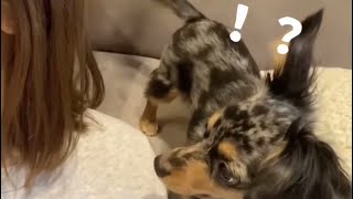 【ドッキリ】隣にいる犬の名前を大声で呼んでみたら可愛すぎた