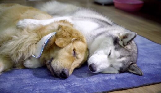 「仲良し犬」子猫の面倒で疲れて眠りについたハスキーとゴールデンレトリバーが可愛すぎた