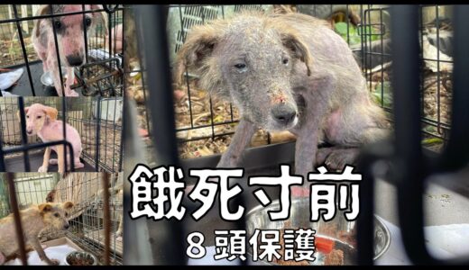 【保護犬】衝撃！餓死寸前で毛も抜け落ち皮膚もただれた犬８頭を保護しました。これは現実です。