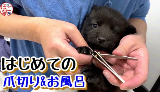 【捨て犬　子犬　保護】側溝に落ちていた子犬　はじめての爪切り　初めてのおふろ