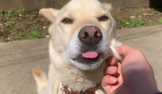 朝からハッスルしてる白い犬と朝のルーティーンを教えてくれる猫