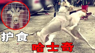 上集丨哈士奇严重护食，差点把训犬师命根子咬掉！网友：简直是一条狼啊！【犬道app】