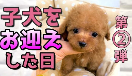 続・極小子犬がやってきた！  犬の赤ちゃん映像大放出【癒し】