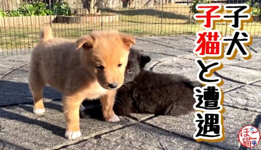 【捨て犬　子犬　保護】側溝に落ちていた子犬　初めて子猫を見た反応は？！