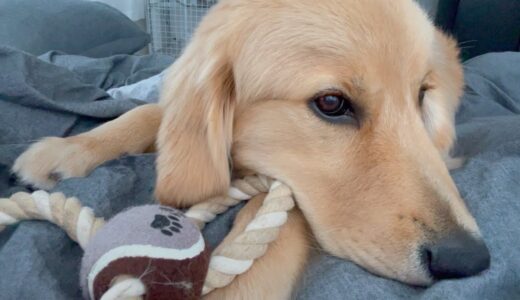 大型犬を抱きしめていたら寝坊しました