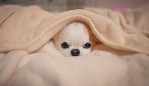 犬なのに完璧な相槌で何と会話のキャッチボールをしてしまったチワワ！