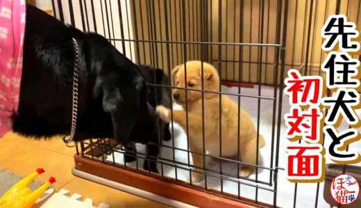 【捨て犬　子犬　保護】側溝に落ちていた子犬　先住犬と初対面！　子犬達の反応は？！