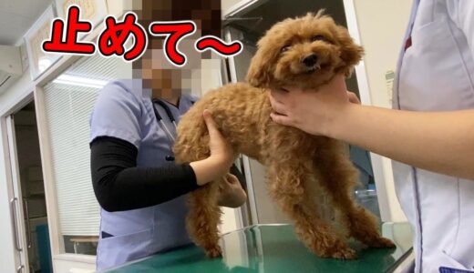 大嫌いな注射に顔が引きつる犬