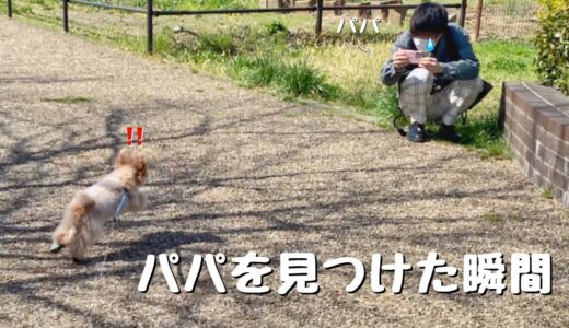 散歩中に消えたパパを見つけた犬が、全力疾走で駆け寄る姿に100点をあげたい【トイプードル】