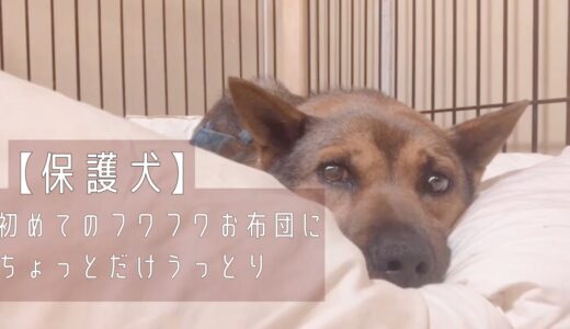 【保護犬預かりvlog】初めてのふわふわお布団にちょっとだけうっとり