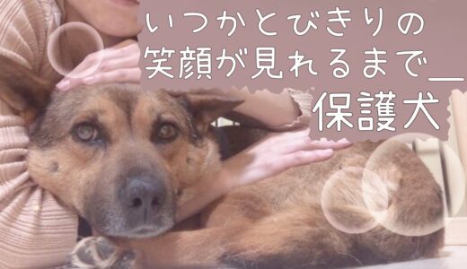 【保護犬預かりvlog】いつかとびきりの笑顔が見れるまで