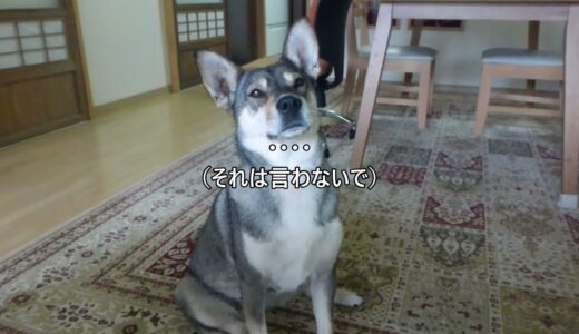 犬語でしゃべるも 最後はだんまり 無言で抵抗する犬