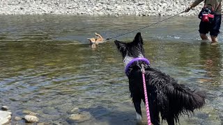 【後編】初めて自分から泳いだ犬の理由が可愛かった！