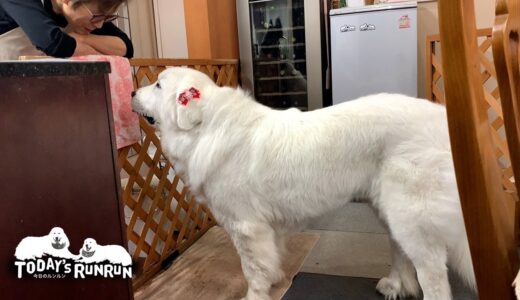 プロのオヤツ交渉犬ルンルン...敗北を知らない...　Great Pyrenees　グレートピレニーズ