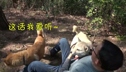 中华田园犬争宠现场，阿黄小米明争暗斗尽显心机，螃蟹不屑一顾！