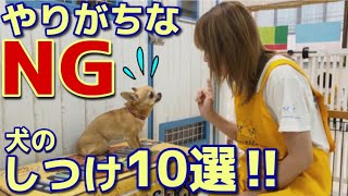 犬のしつけでやってはいけないこと特集【№122】