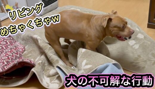 【ルーティン】ボールが好きすぎて犬が止まらなくなりましたw【ピットブル】