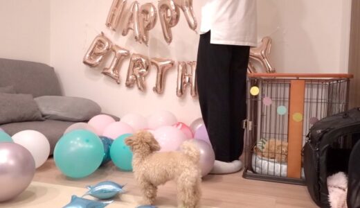 誕生日会の飾りを片付けないでほしい犬