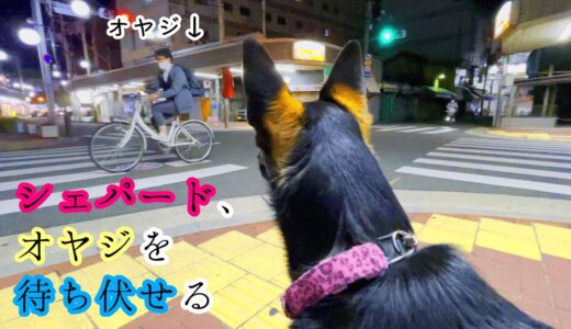 飼い主の帰り道で待ち伏せしてみたシェパード犬【German Shepherd】 My Dog Waits For Her Dad On The Way Home