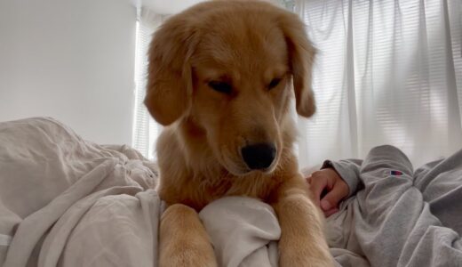 ベッドから物を落とした犬の反応