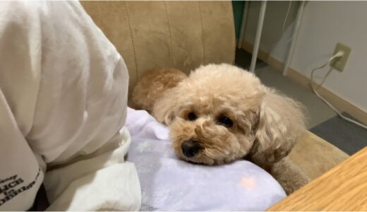 寝ぼけながらもちゃっかりおねだりをする犬  トイプードル/マルプー